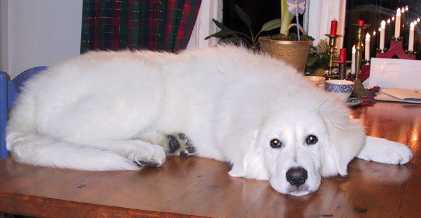 ardito a maremma sheepdog