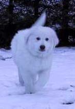ardito a maremma sheepdog
