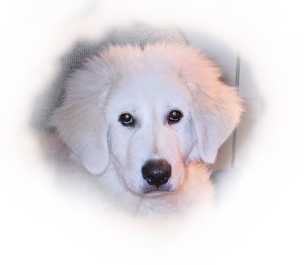 ardito a maremma sheepdog