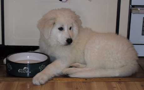 ardito a maremma sheepdog