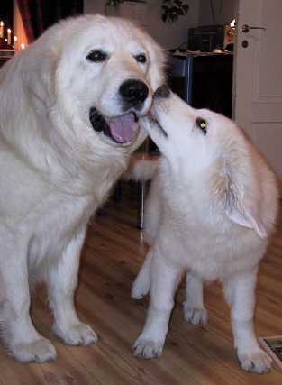 ardito and jaffi, 2 maremma sheepdogs