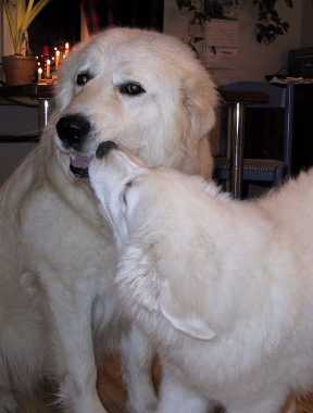 ardito and jaffi, 2 maremma sheepdogs