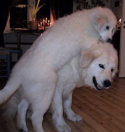 ardito and jaffi, 2 maremma sheepdogs
