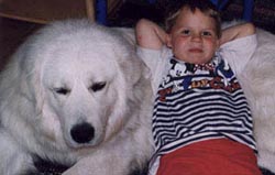 siv with her maremma sheepdogs