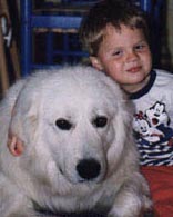 siv with her maremma sheepdogs