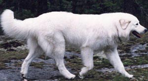 siv with her maremma sheepdogs