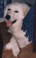 maremma sheepdogs