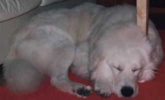 maremma sheepdogs