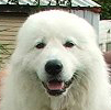 this head shows excellent breadth, almond shaped eyes and good angles that are typical of the maremma sheepdog