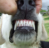 example of what to look for in your maremmas mouth, or for that matter the  mouth of any dog that should have a scissor bite and compare to this great set of teeth