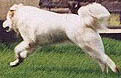 the same dog as the previous photo showing the extension stage of the run this dog displays, the strong hind legs are propelling the body well forward and the strong fore legs will take his weight ready for the hind legs to bunch up for the next lunge