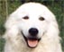 this maremma displays and excellent mouth, muzzle and lips. she is only a young dog showing clearly the pigmentation that should surround the lips and eyes to protect her from the sun