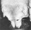 this photo taken from above the head clearly shows the breadth of this dogs skull and the tiny triangular ears that are well set. from this angle it is easy to see why the head should be described as a wedge shape.