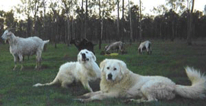 typical maremma sheepdogs working together to guard goats in Australia typical maremma sheepdogs working together to guard goats in Australia