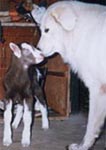 maremma sheepdog displaying typical behaviour of licking another animal around the mouth which is displaying submissive behaviour - in this instance the maremma is mouth licking a goat kid in the same way she did for the cat in the previous picture