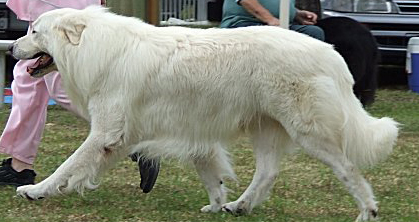 black maremma sheepdog