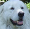 the almond shaped eye of the maremma is a critical point in obtaining the melting expression this breed is loved for