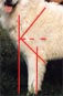 now it is easy to see the difference in the stance of this dog who displays excellent shoulder angulation - this dogs legs are well under the centre of his chest allowing for correct support of a large heavy body