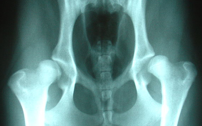 xray demonstrating bilateral canine hip dysplasia - both sides of the hip are affected by the changes known as dysplastic changes which can cause pain and arthritis in the dog