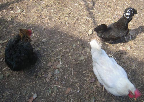chickens that are described in this case study that were under attack from crows and are now bonded to and protected by a maremma sheepdog chickens that are described in this case study that were under attack from crows and are now bonded to and protected by a maremma sheepdog