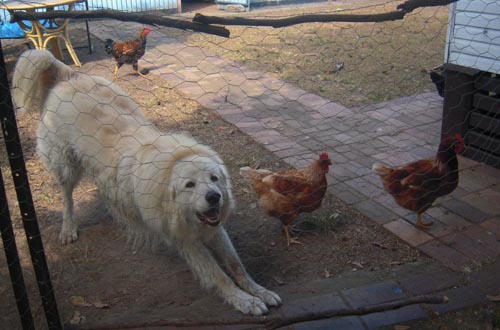 the happy body language of this dog, engaging in a play bow, with chickens all around him shows how effectively the chickens have accepted him as a part of their flock and how happy he is in his new life the happy body language of this dog, engaging in a play bow, with chickens all around him shows how effectively the chickens have accepted him as a part of their flock and how happy he is in his new life