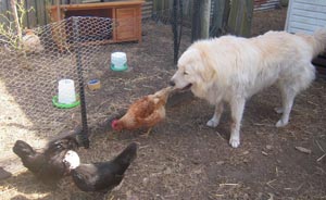 chickens are now visibly calm and relaxed with the maremma right in with them chickens are now visibly calm and relaxed with the maremma right in with them