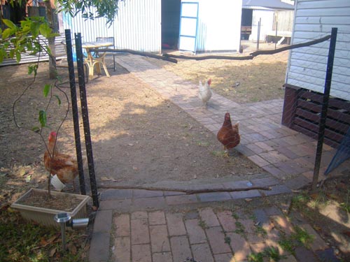 the backyard with chickens free ranging out of their pen before the arrival of the maremma in this case study the backyard with chickens free ranging out of their pen before the arrival of the maremma in this case study