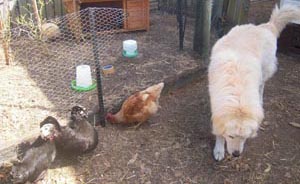 chickens have only taken some weeks to go from alarmed and flapping to calmly foraging with their maremma guardian right with them chickens have only taken some weeks to go from alarmed and flapping to calmly foraging with their maremma guardian right with them