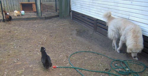 early stages of the chickens and maremma bonding to each other early stages of the chickens and maremma bonding to each other