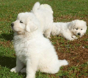 when you buy a puppy there are many factors to take into consideration and you need to learn to raise that puppy correctly, feed a healthy diet, understand temperament, how to train a puppy and veterinary care for your puppy when you buy a puppy there are many factors to take into consideration and you need to learn to raise that puppy correctly, feed a healthy diet, understand temperament, how to train a puppy and veterinary care for your puppy
